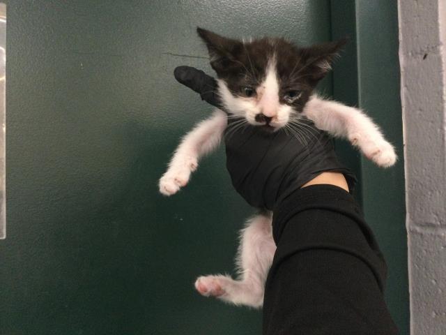 Adoptable Cat