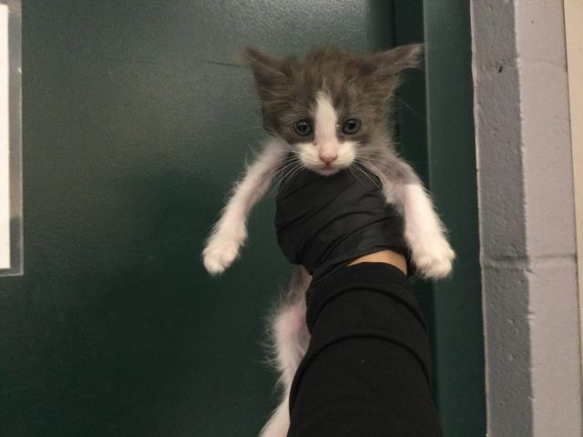 Adoptable Cat