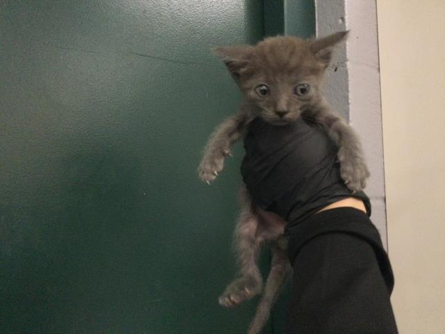 Adoptable Cat