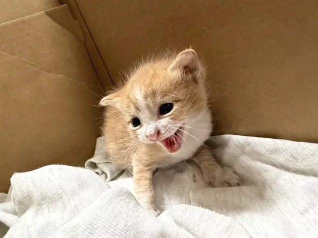Adoptable Cat
