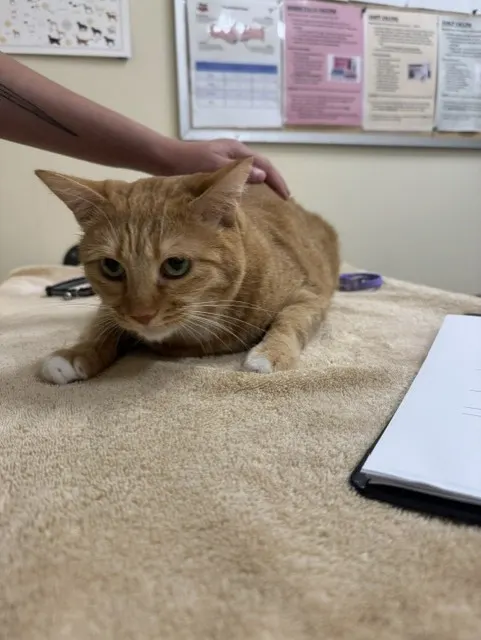 Adoptable Cat