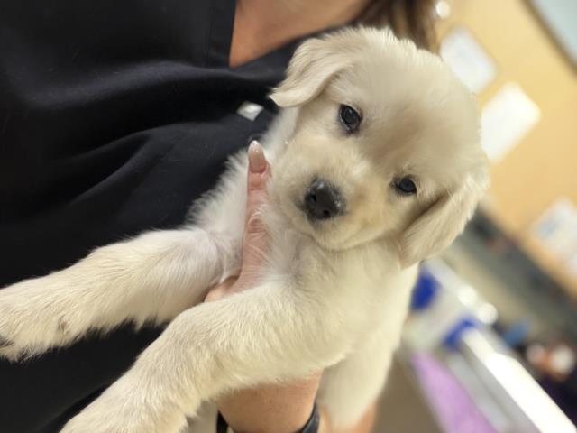 Adoptable Dog