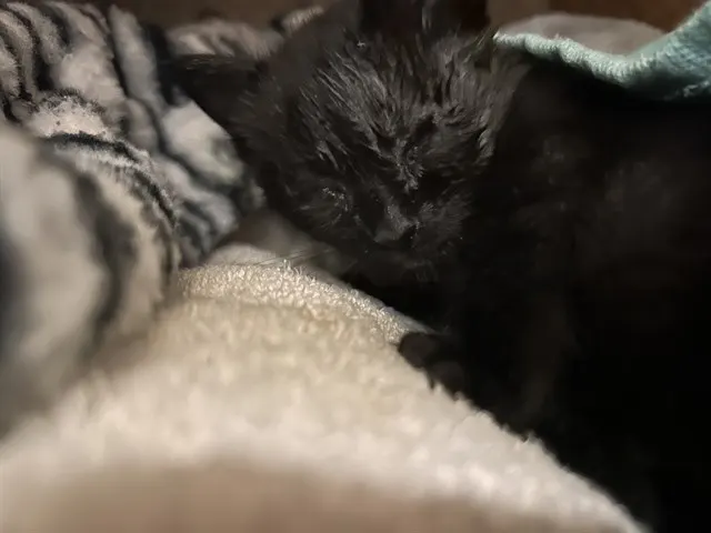 Astro