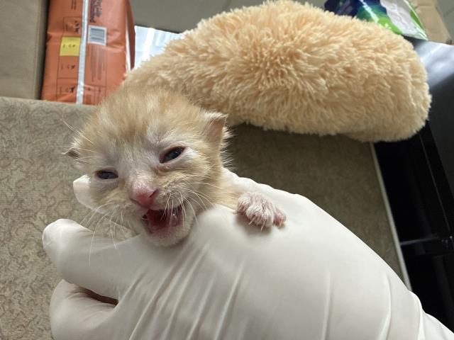 Adoptable Cat
