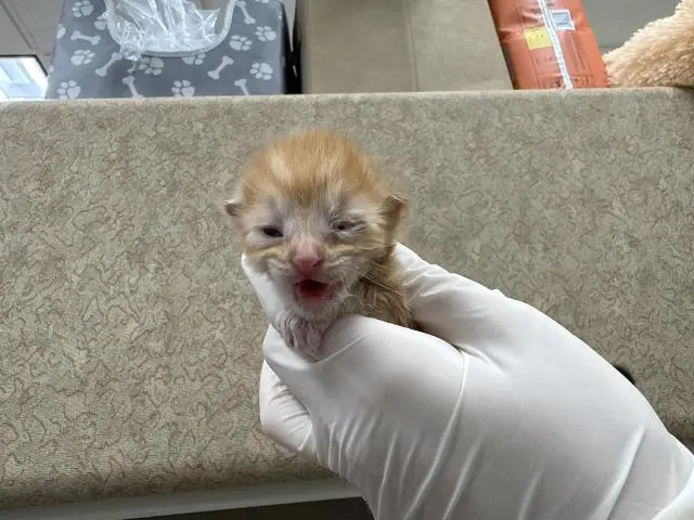 Adoptable Cat