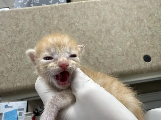 Adoptable Cat