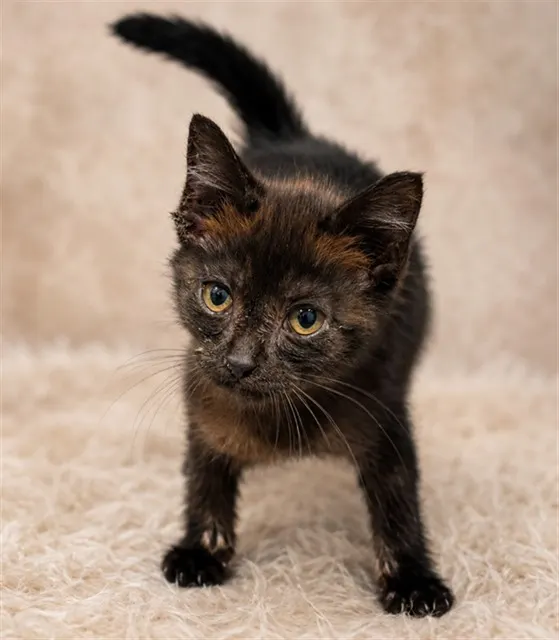 Binx