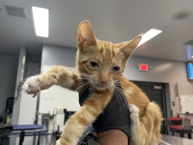 Adoptable Cat