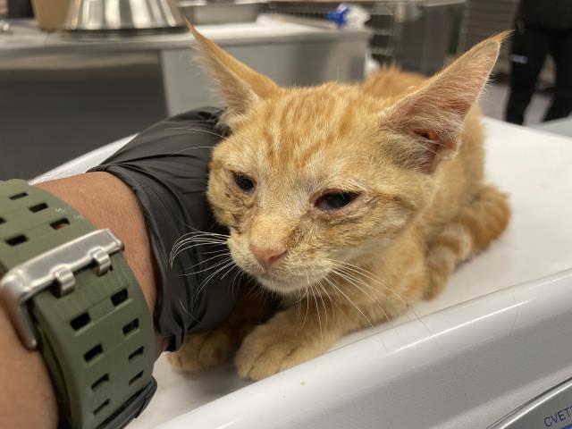 Adoptable Cat
