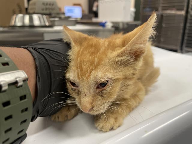 Adoptable Cat