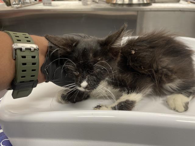 Adoptable Cat