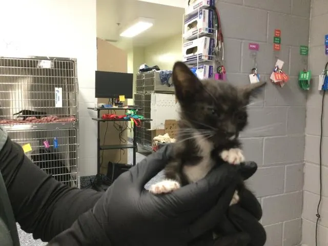 Adoptable Cat