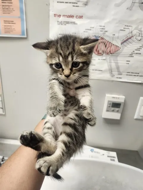 Adoptable Cat
