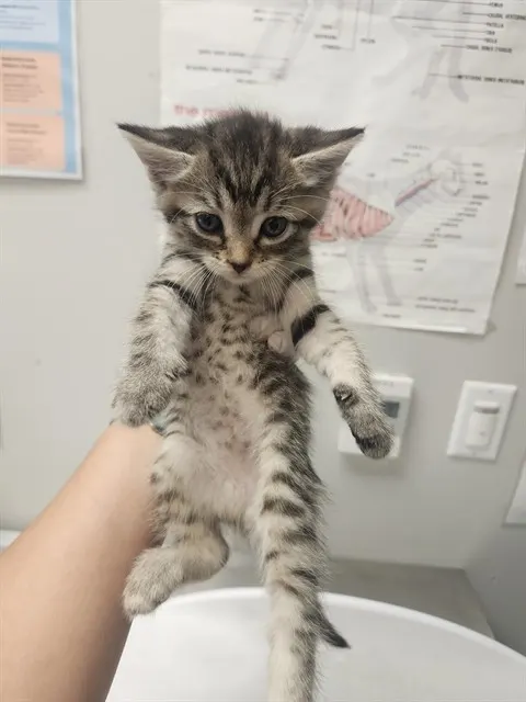 Adoptable Cat
