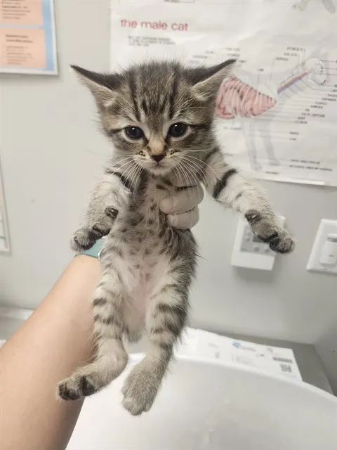 Adoptable Cat