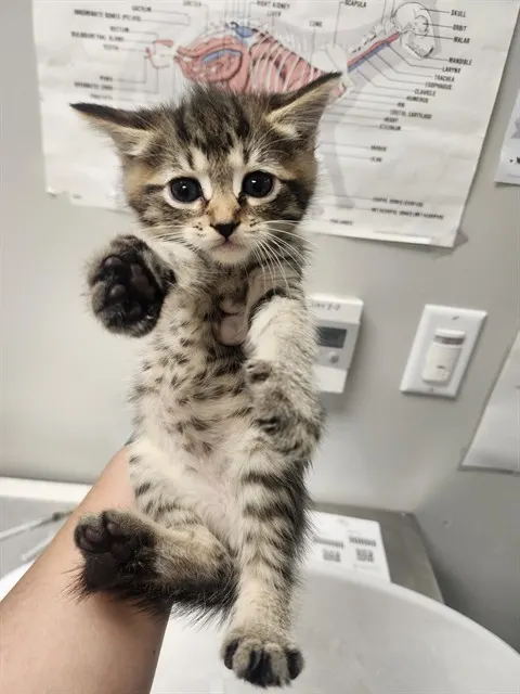 Adoptable Cat