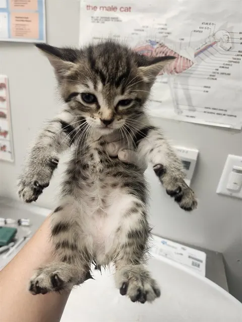Adoptable Cat