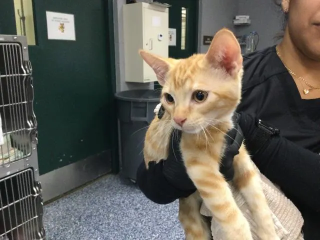 Adoptable Cat