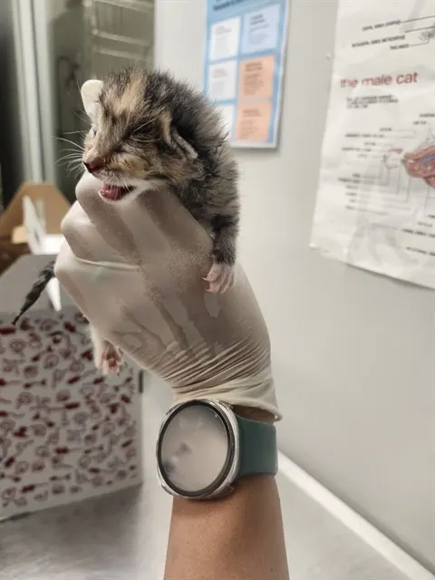 Adoptable Cat