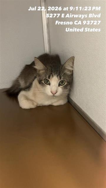 Adoptable Cat