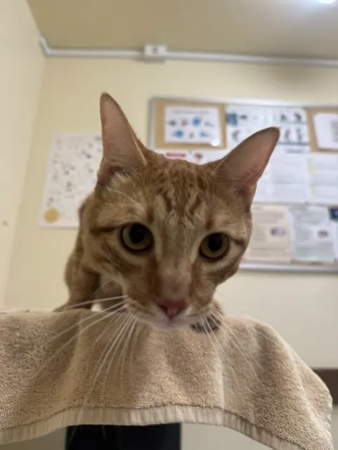 Adoptable Cat