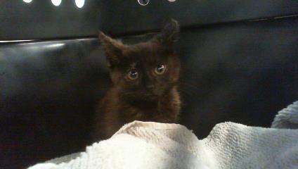 Adoptable Cat