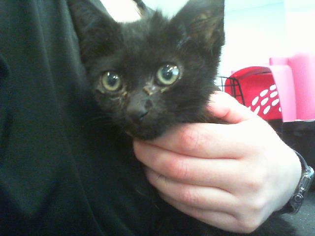 Adoptable Cat