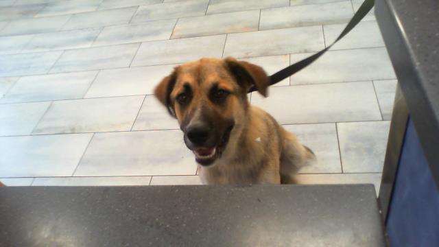 Adoptable Dog