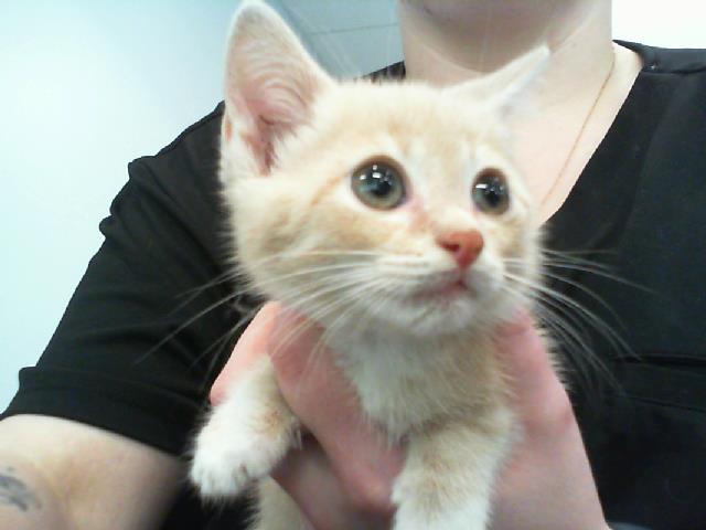 Adoptable Cat