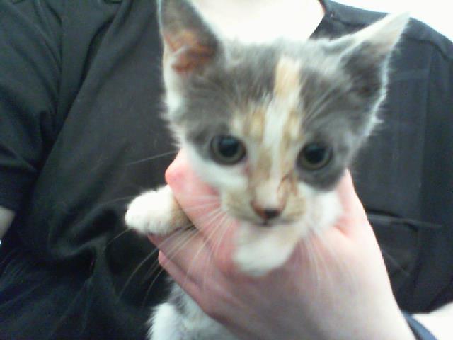 Adoptable Cat