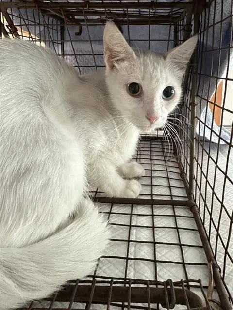 Adoptable Cat