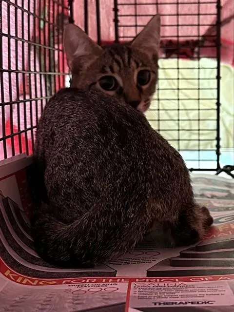 Adoptable Cat