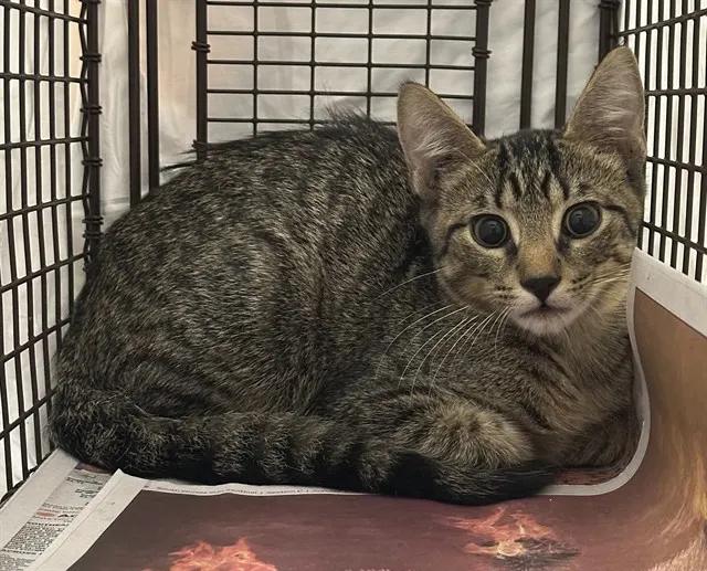 Adoptable Cat