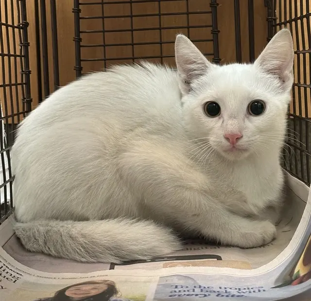 Adoptable Cat