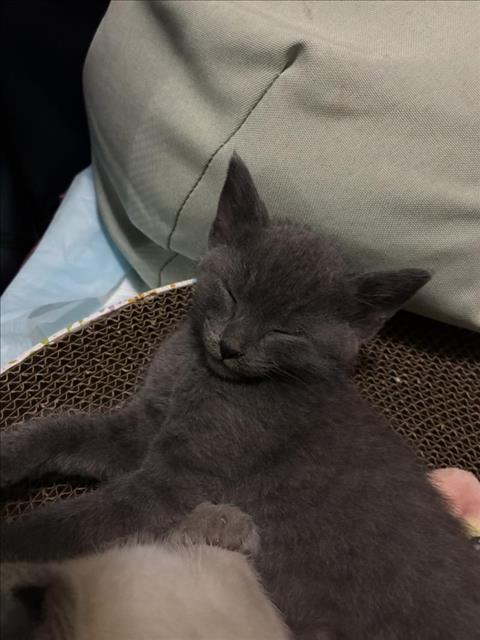 Blinky