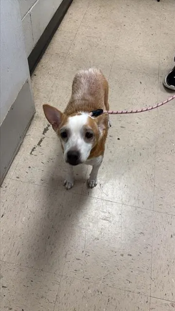 Adoptable Dog