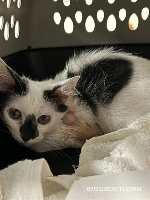 Adoptable Cat