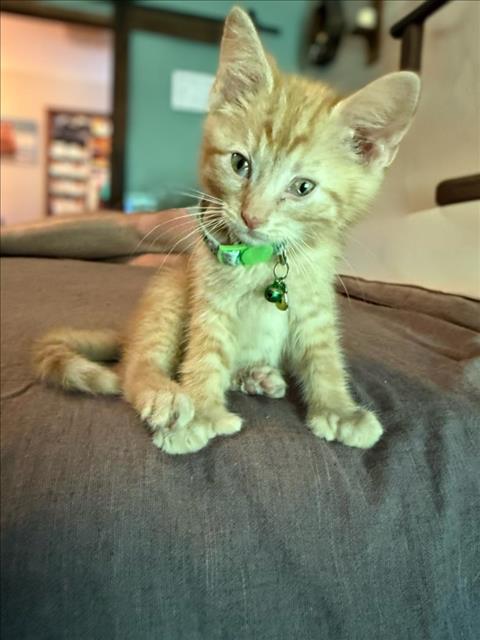 Gideon