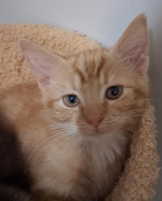 Oliver
