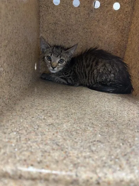 Minnie