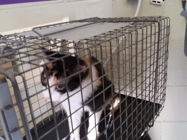 Adoptable Cat