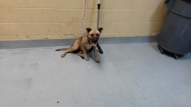 Adoptable Dog