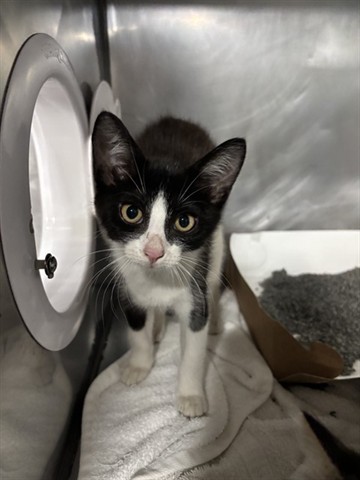 Oreo