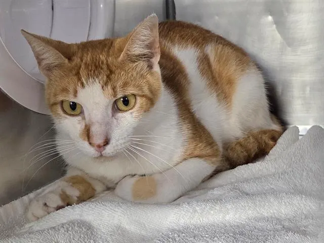 Templeton