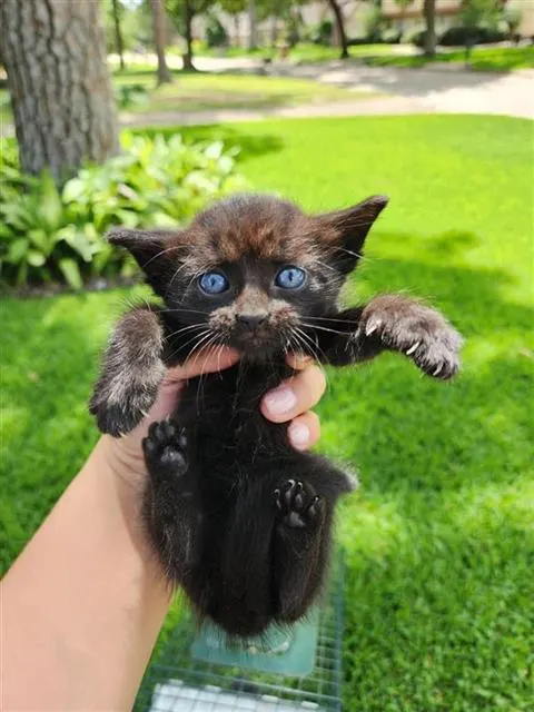 Cinnamon