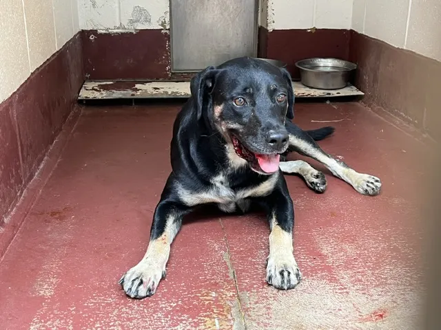 Adoptable Dog