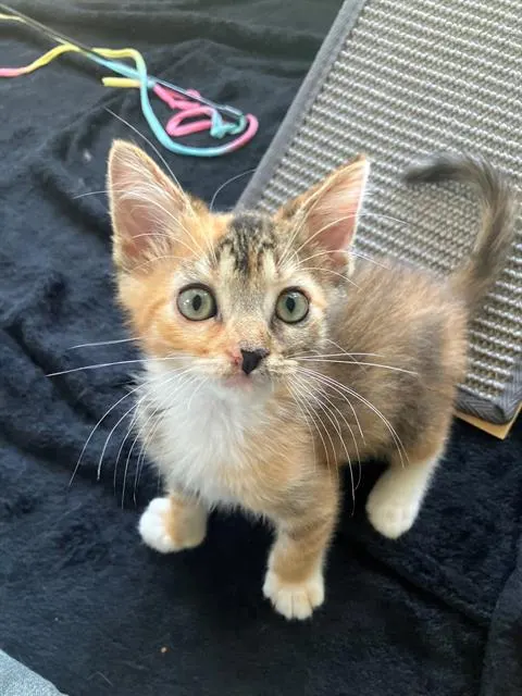 Pepper