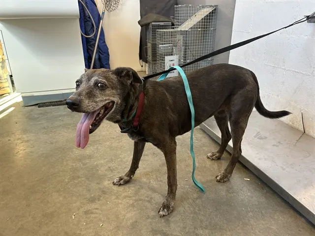 Adoptable Dog