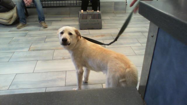 Adoptable Dog