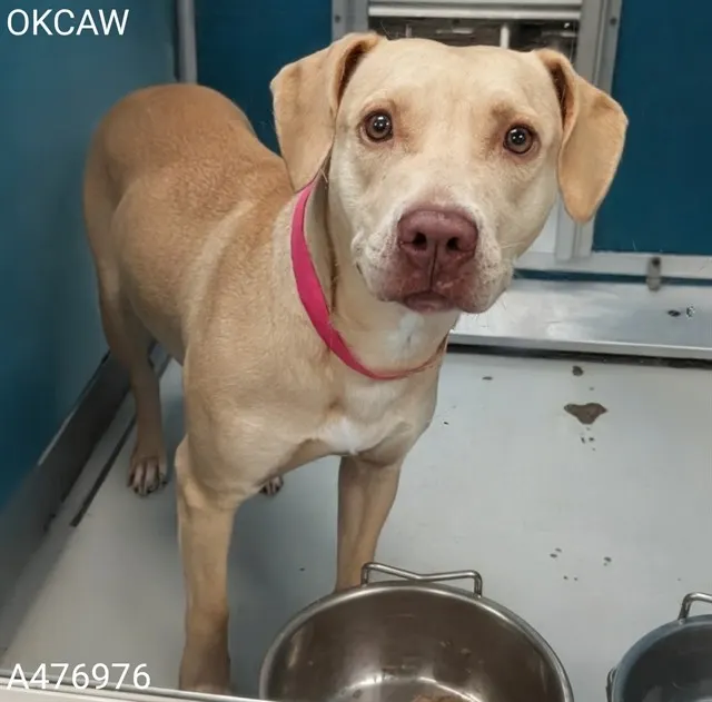Kokomo
